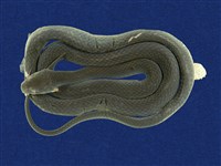 藏品(青蛇)的圖片